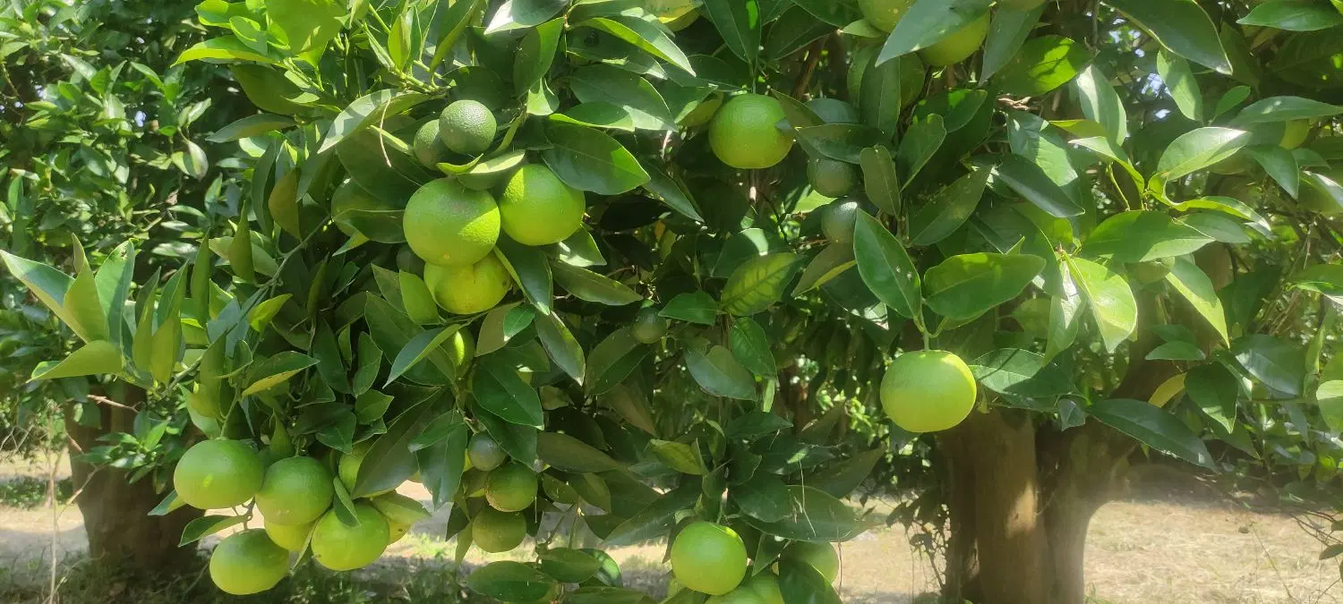 تصویر املاک 86918