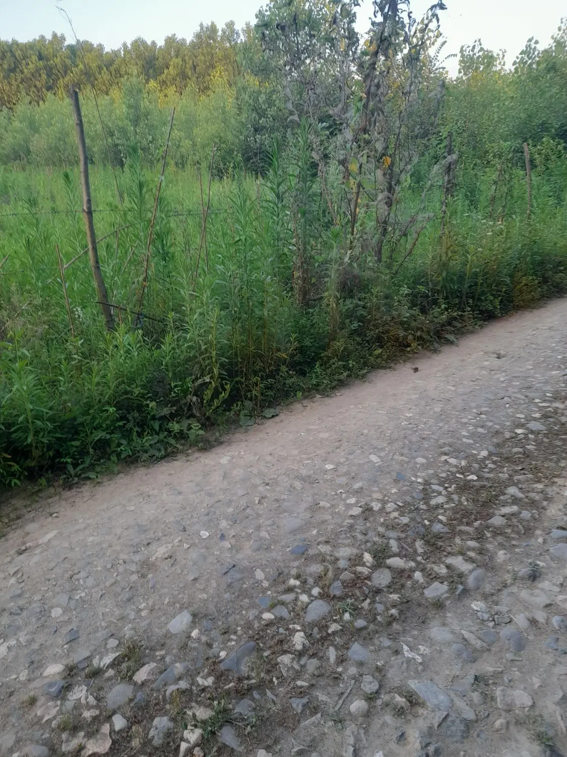 تصویر املاک 71461