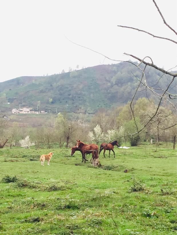 تصویر املاک 109493