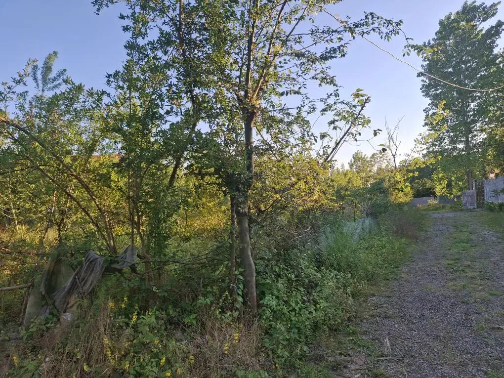 تصویر املاک 41498