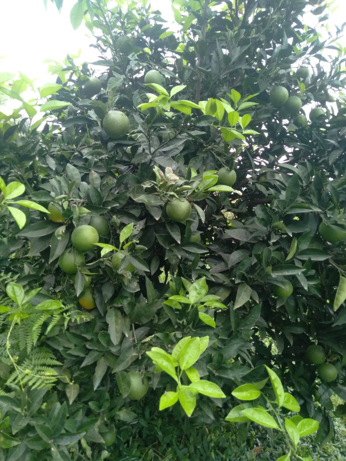 تصویر املاک 143428