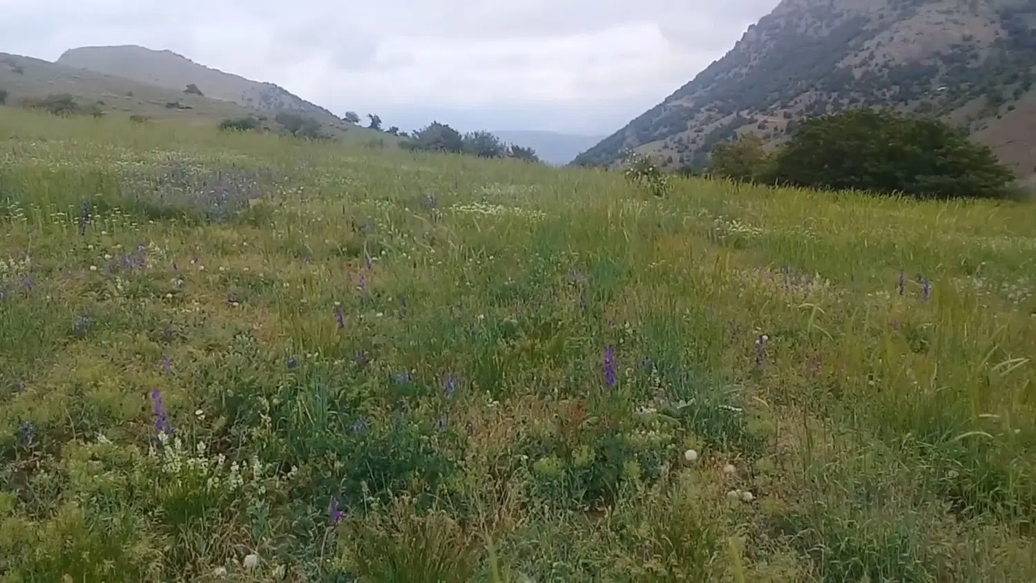 تصویر املاک 100732
