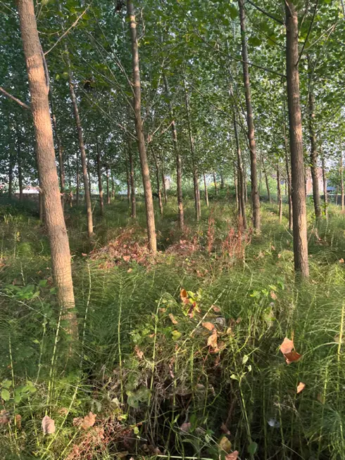 تصویر املاک 79245