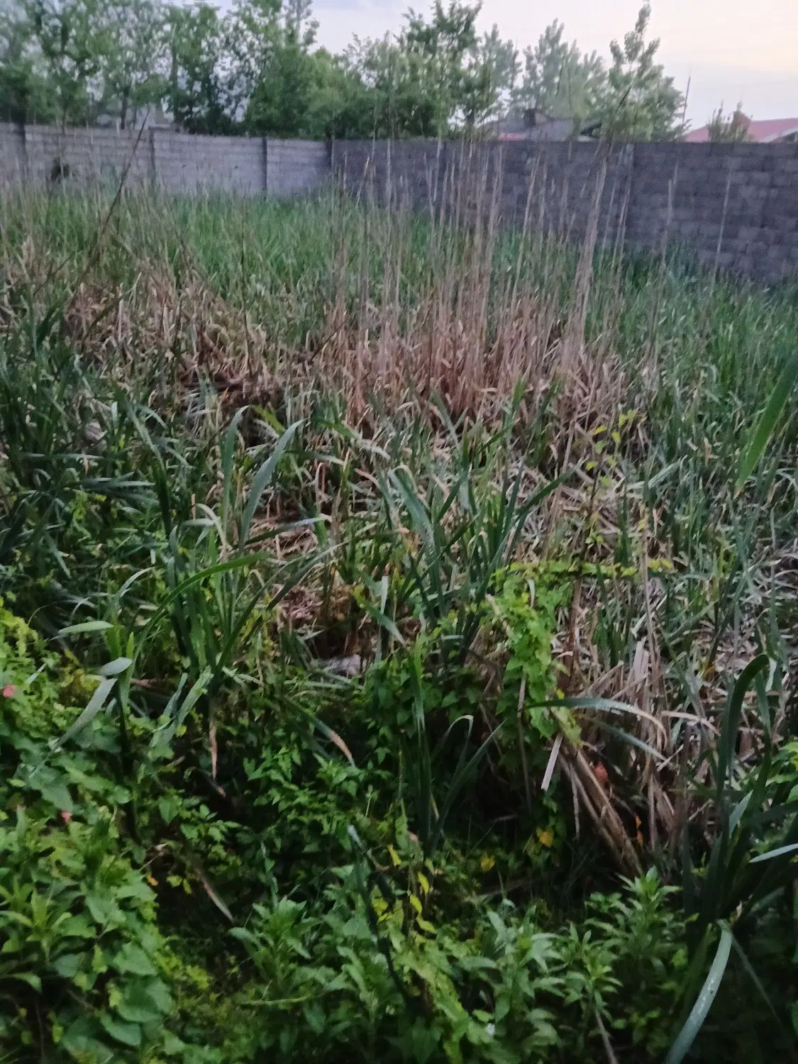 تصویر املاک 60592