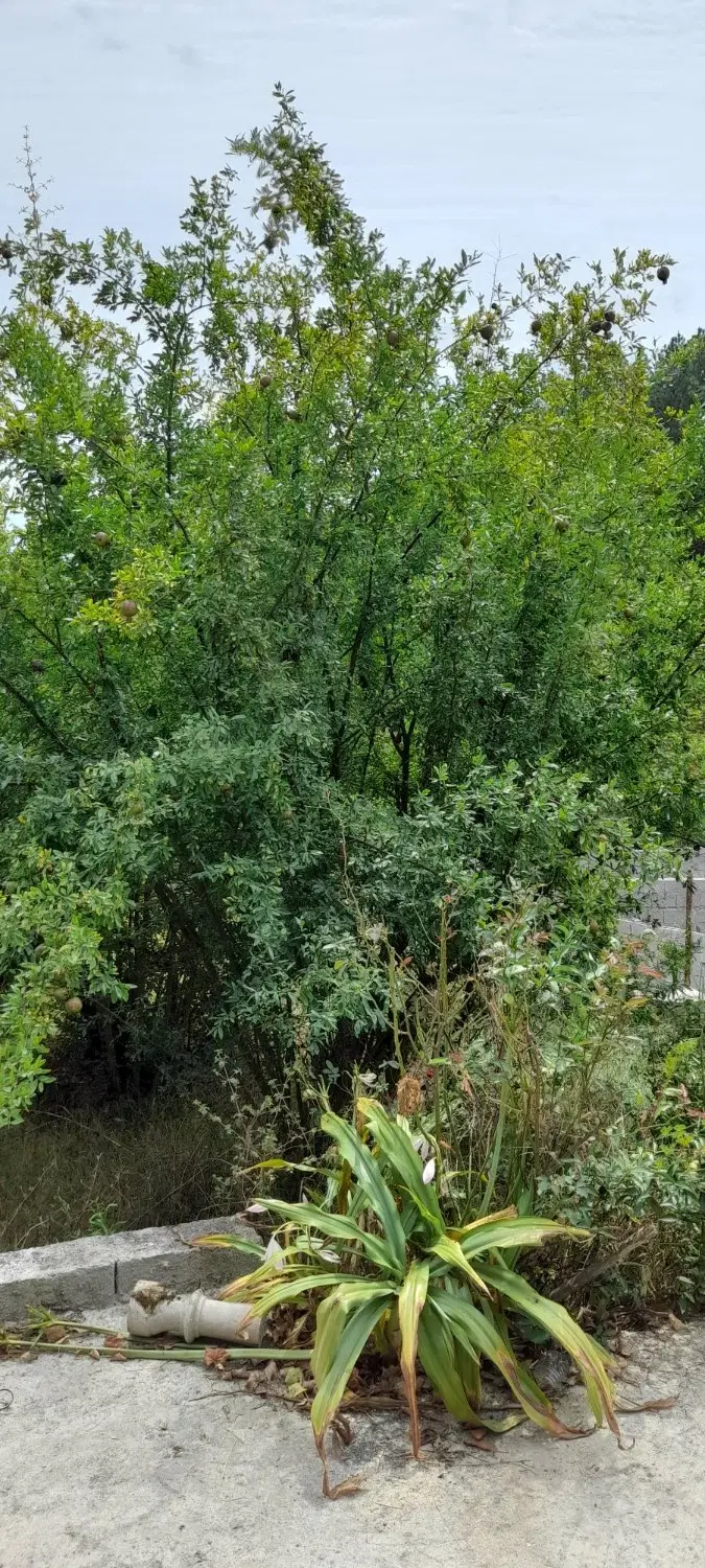 تصویر املاک 130016