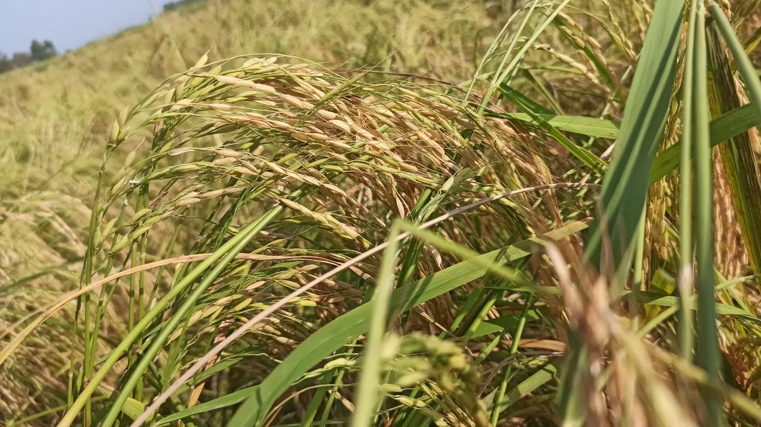 تصویر املاک 98760