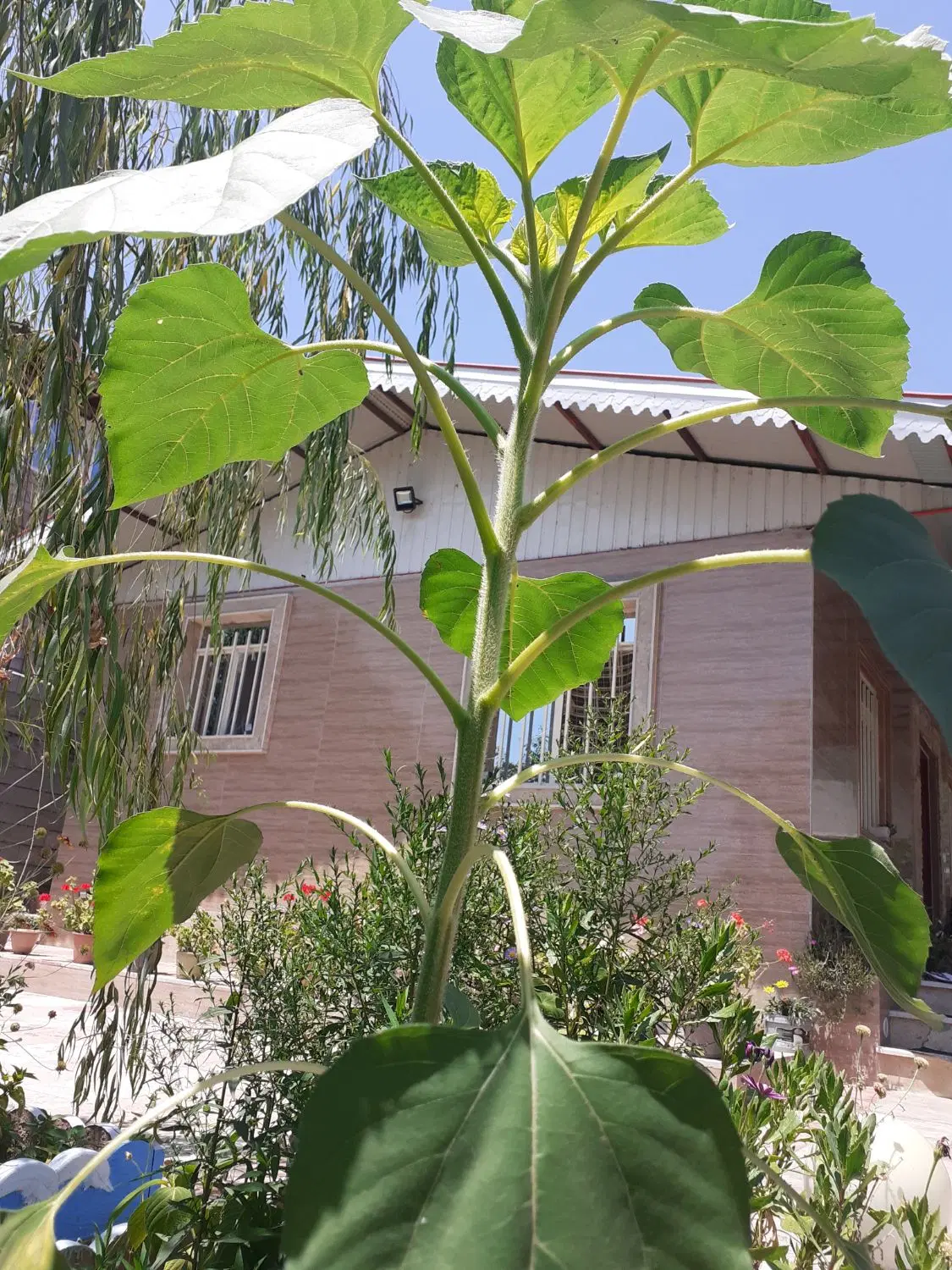 تصویر املاک 111929