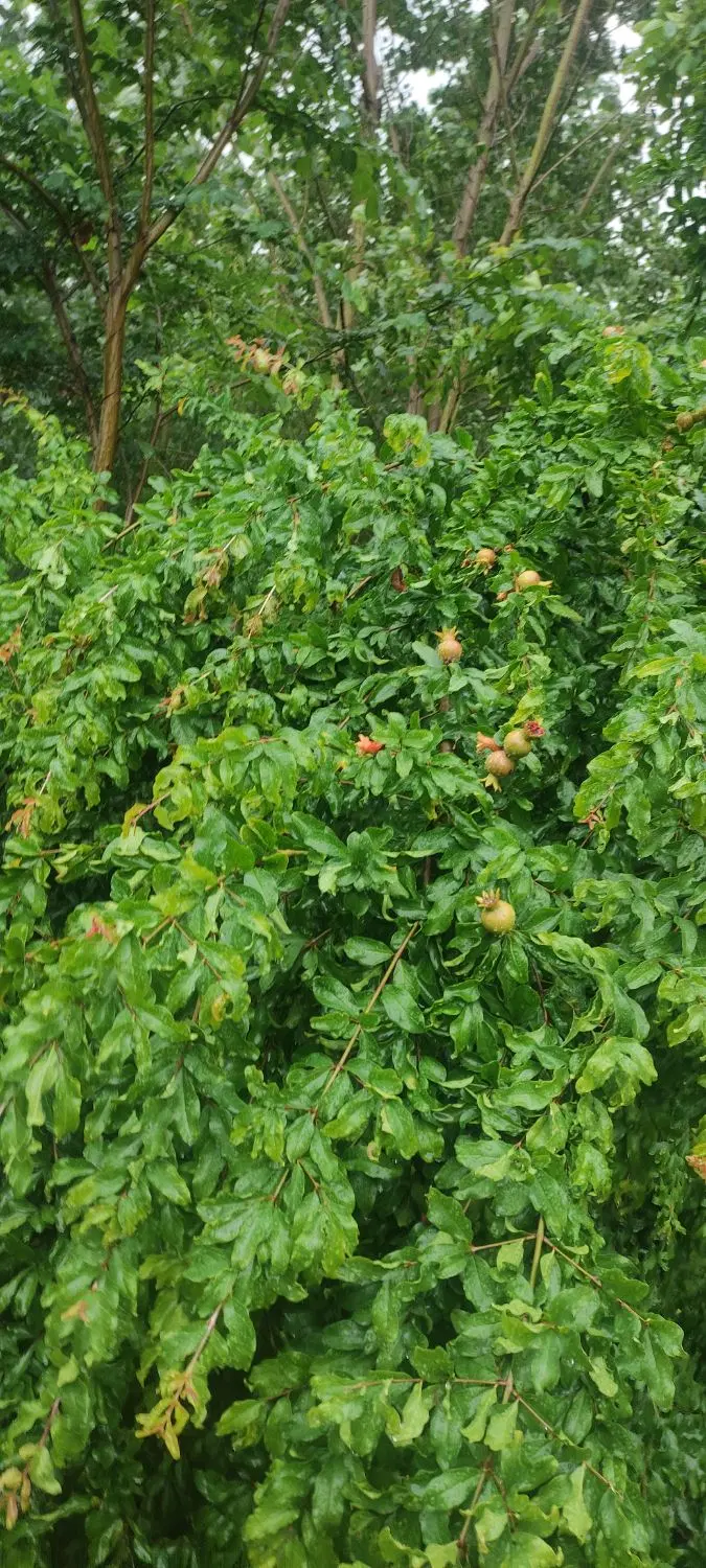 تصویر املاک 86919