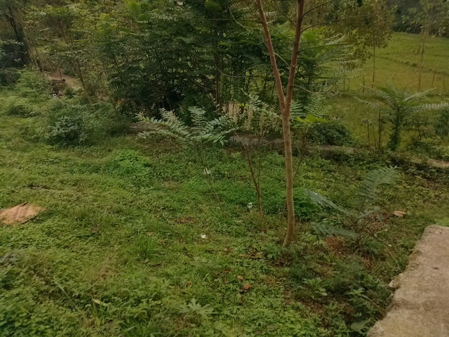 تصویر املاک 132546