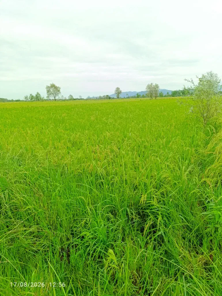 تصویر املاک 139231
