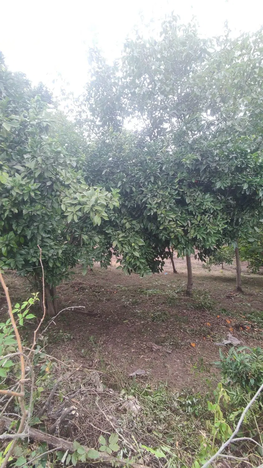 تصویر املاک 117173