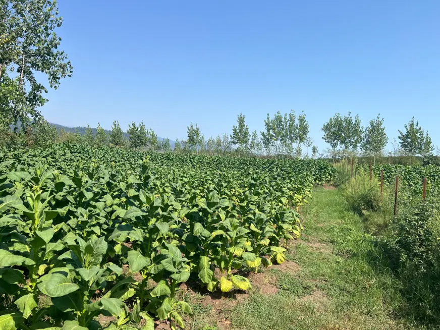 تصویر املاک 110438
