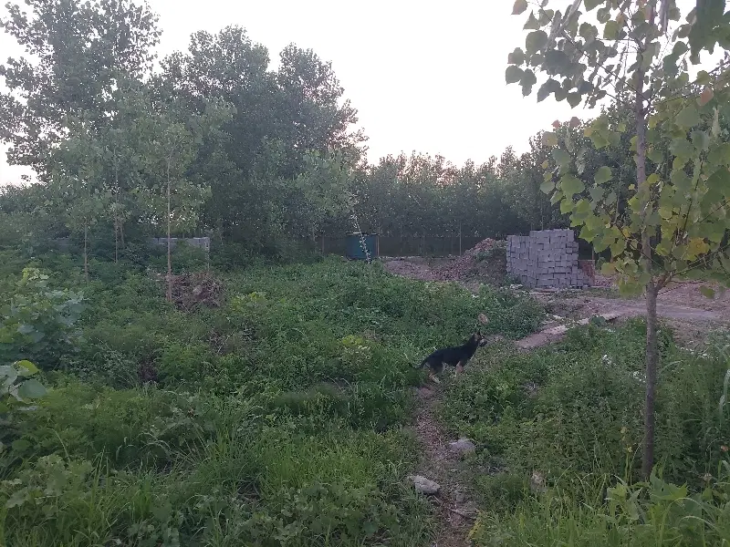 تصویر املاک 80081