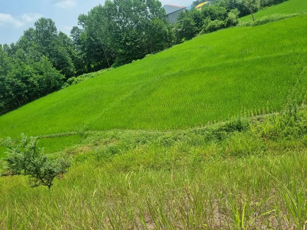تصویر املاک 77247