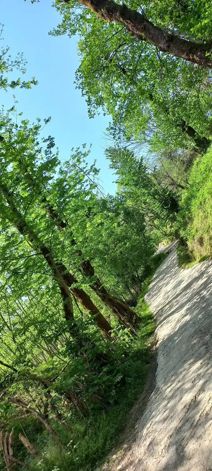 تصویر املاک 98109