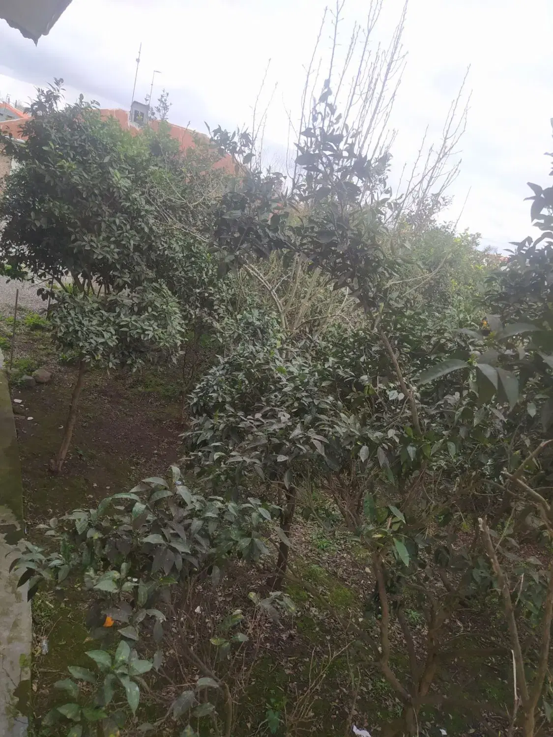 تصویر املاک 54024