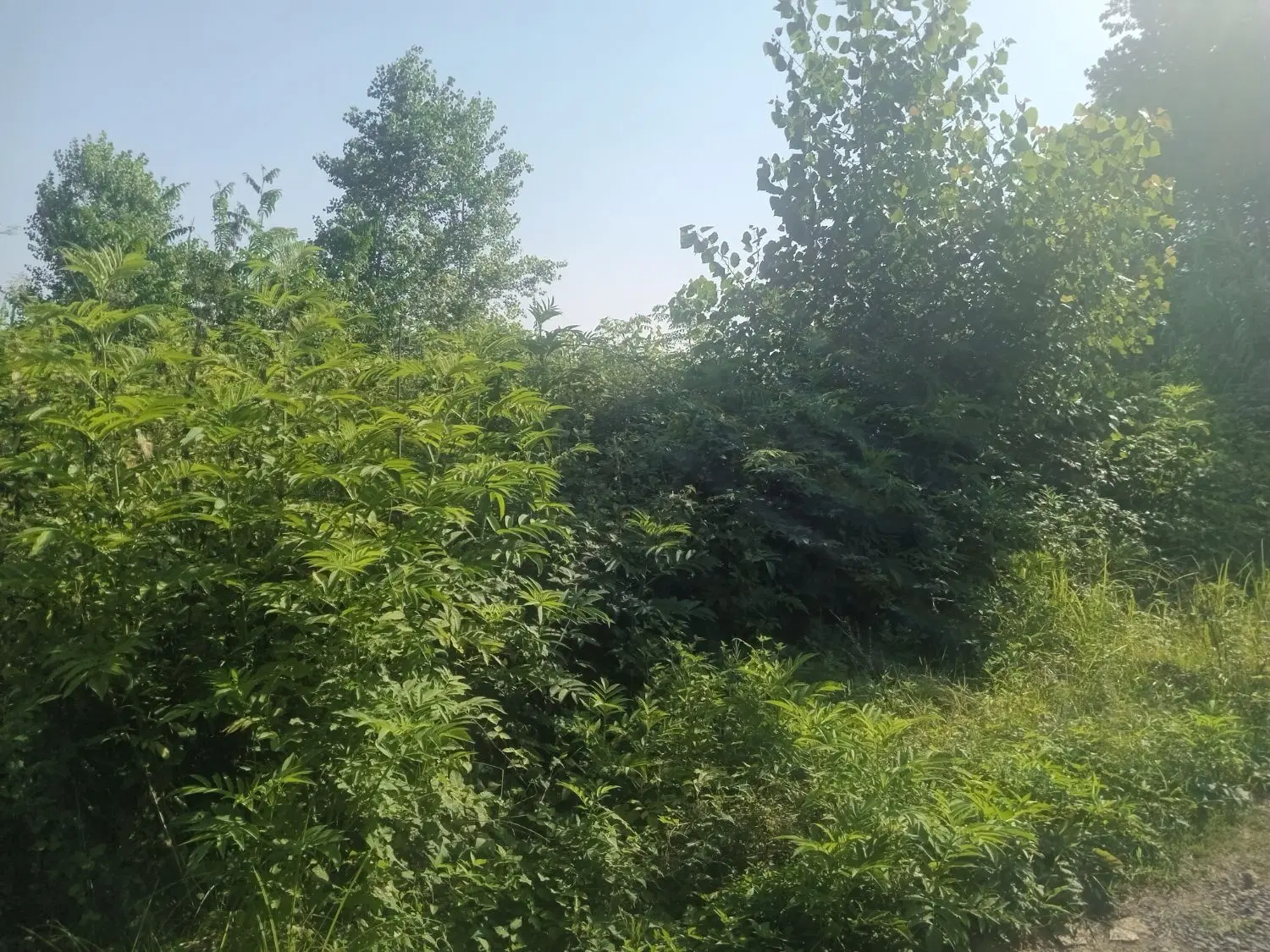 تصویر املاک 82831