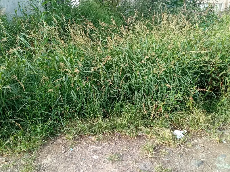 تصویر املاک 116513