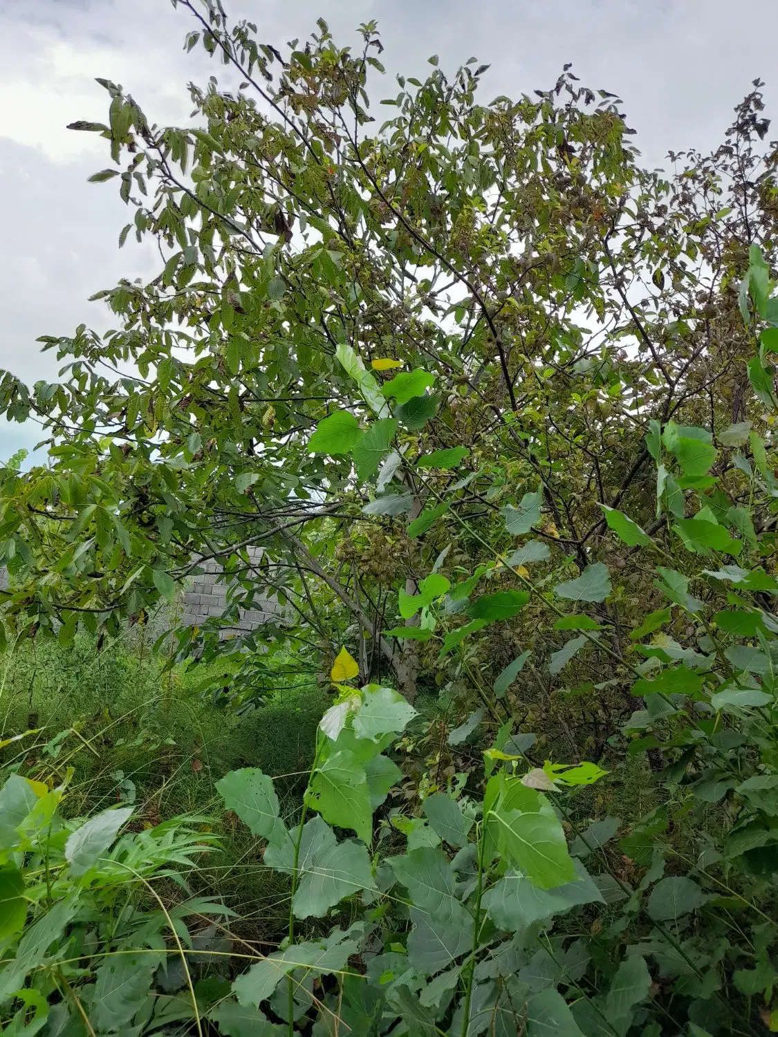 تصویر املاک 91781