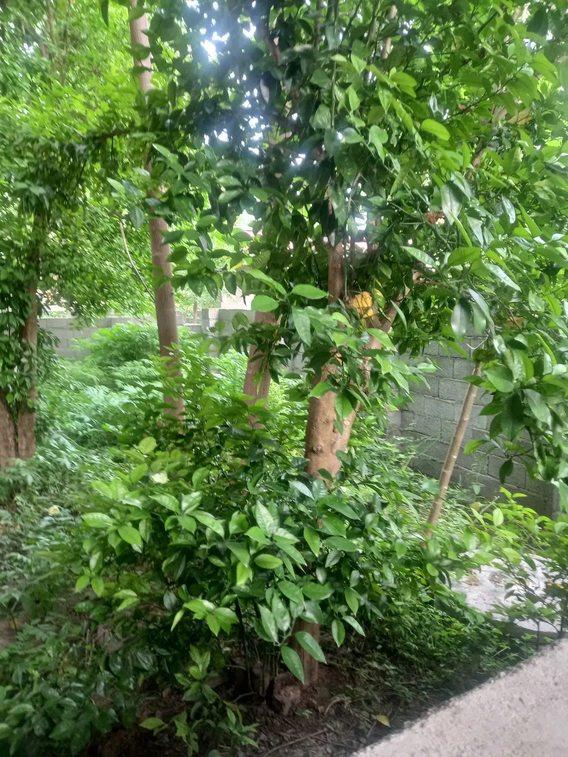 تصویر املاک 62946