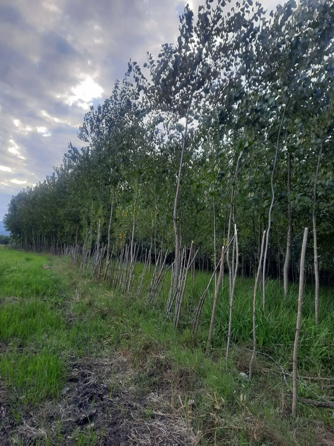 تصویر املاک 76304