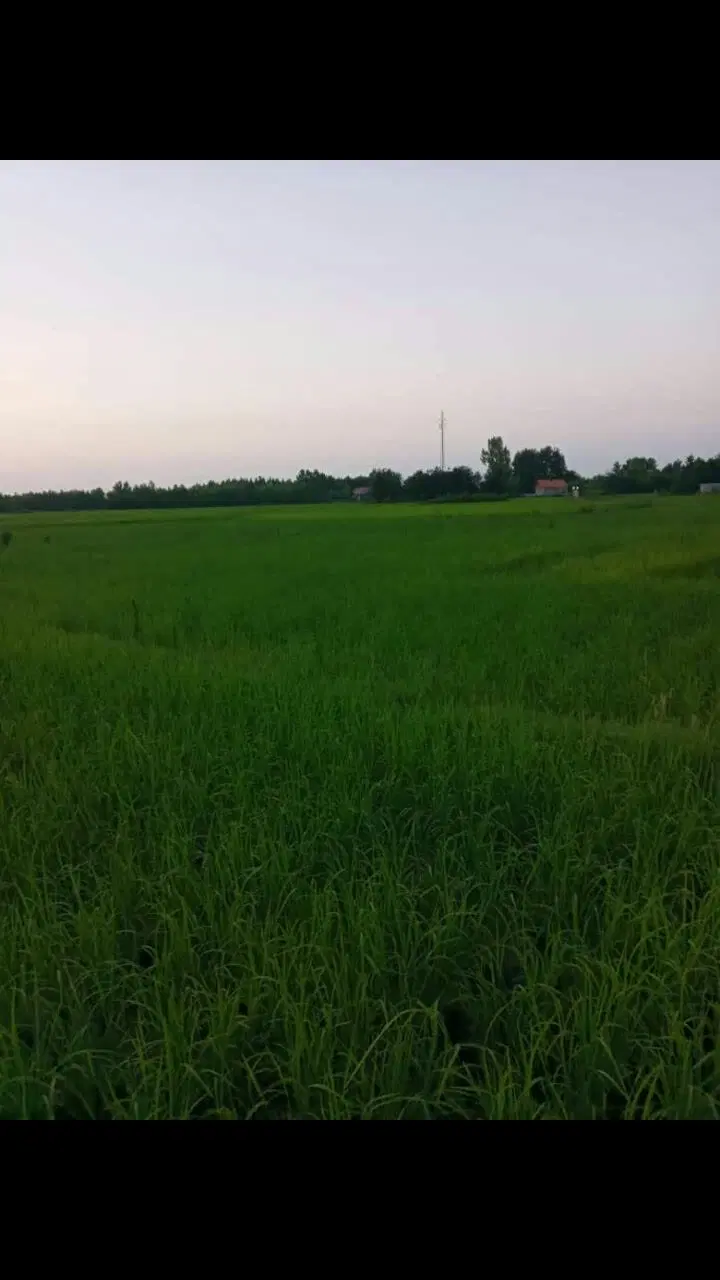 تصویر املاک 98282