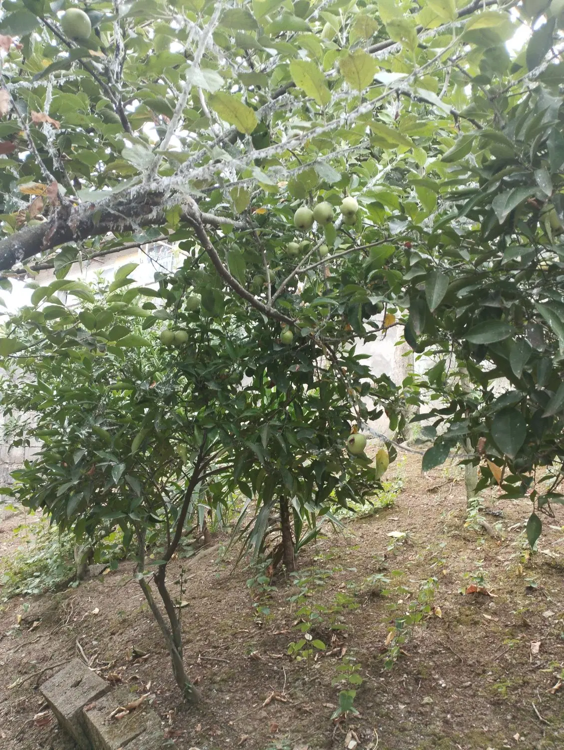 تصویر املاک 117347