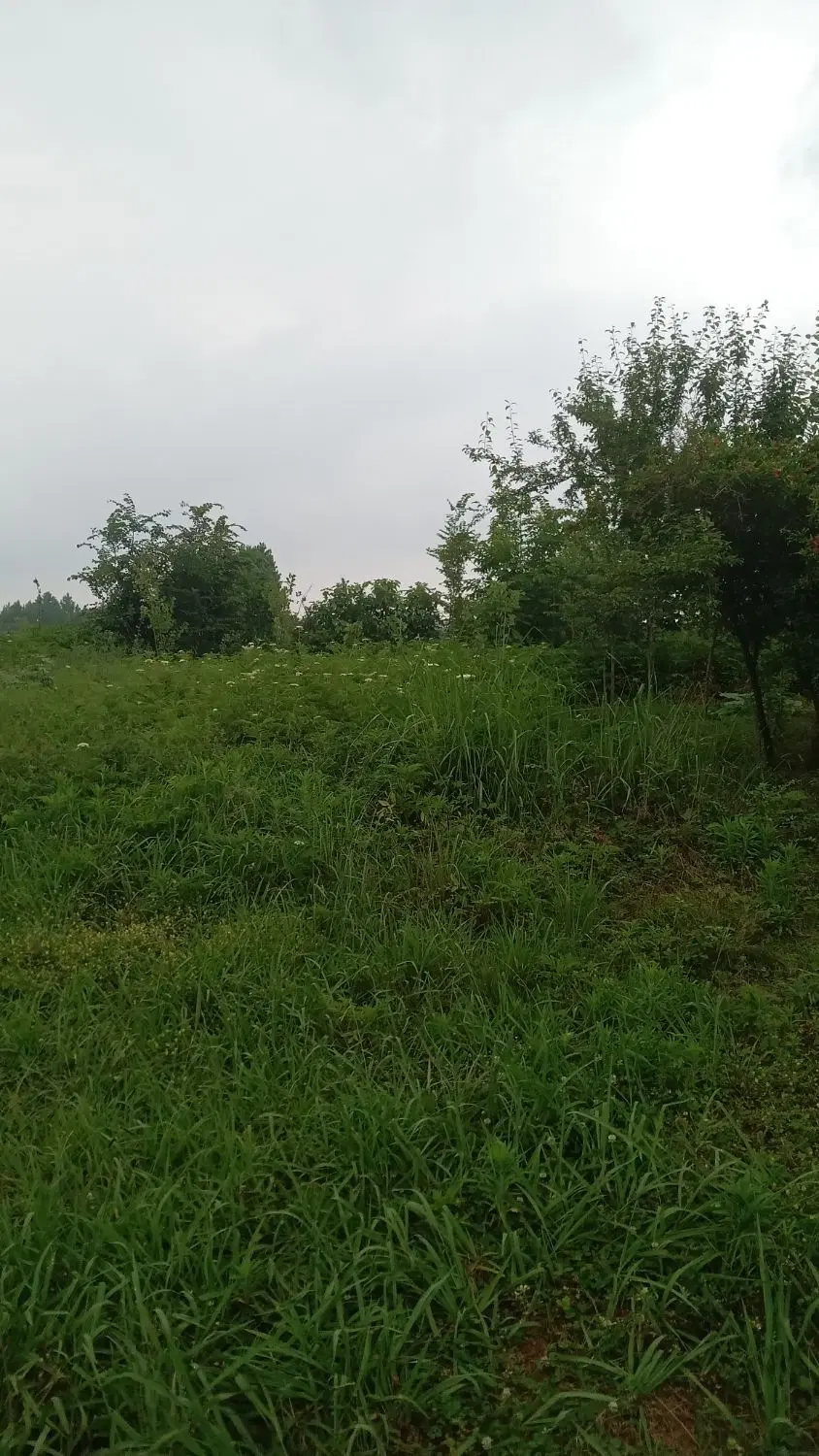 تصویر املاک 96846