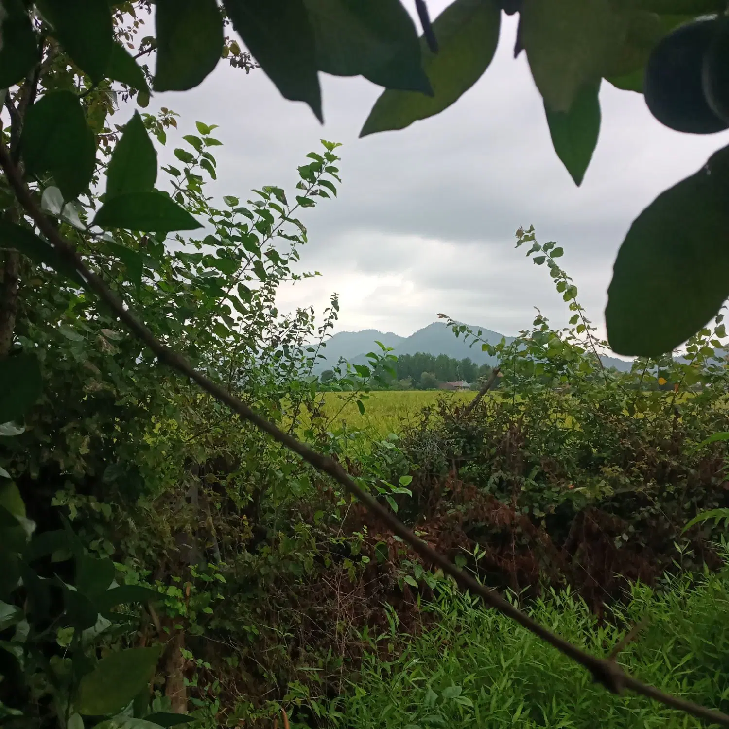 تصویر املاک 95693