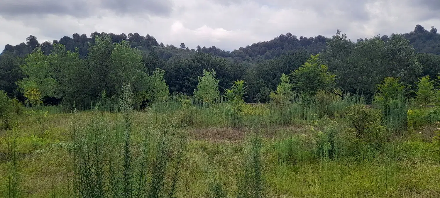 تصویر املاک 113387