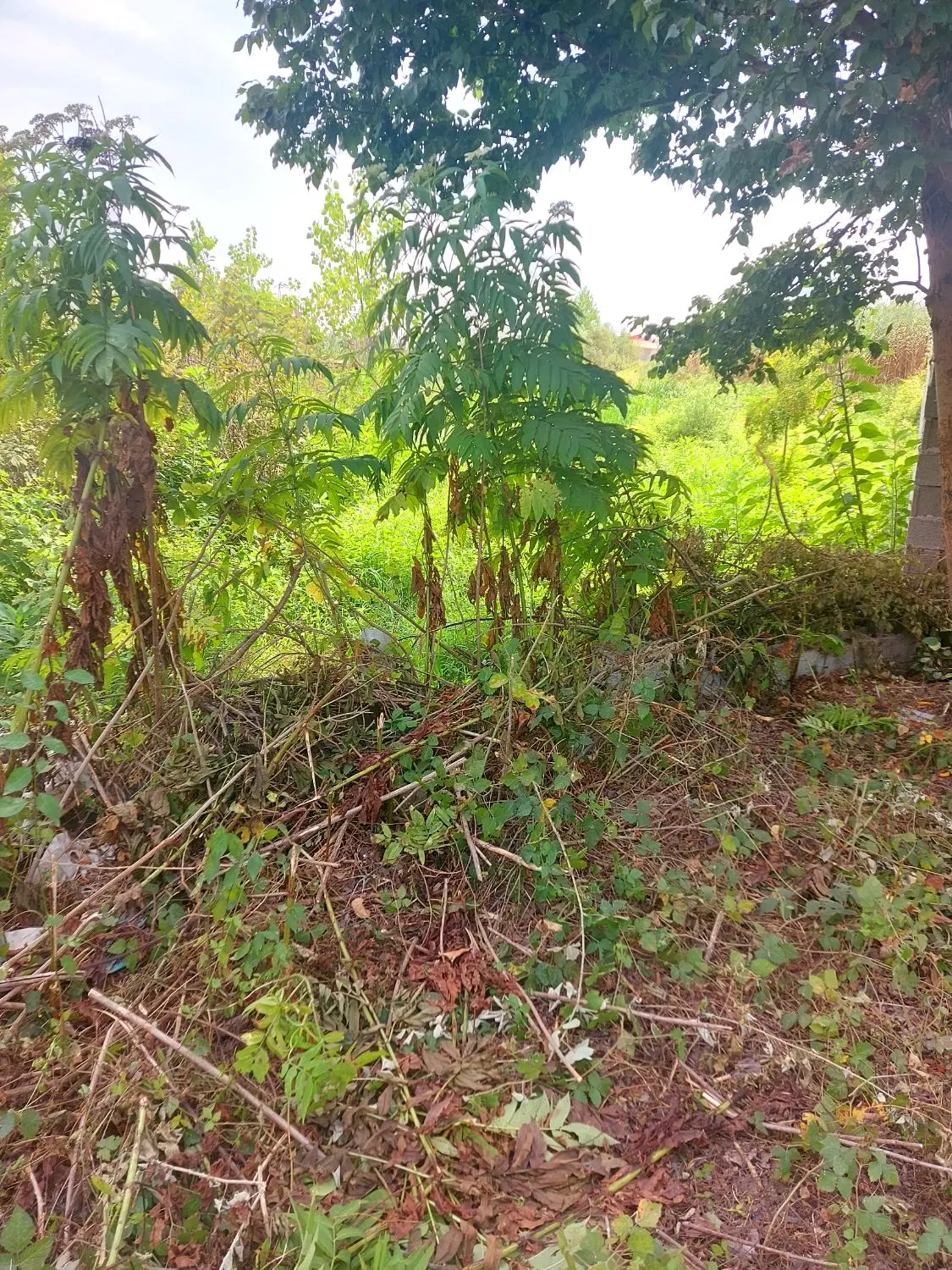تصویر املاک 110556