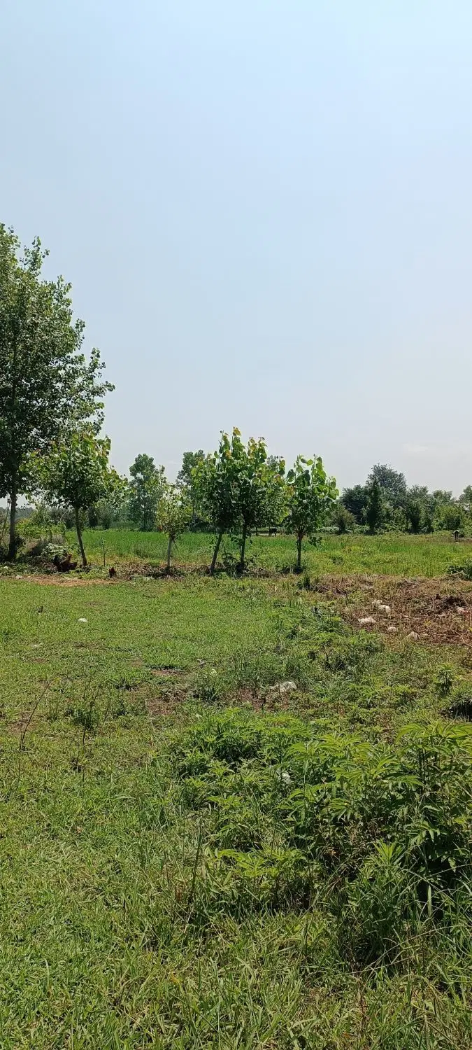 تصویر املاک 80310