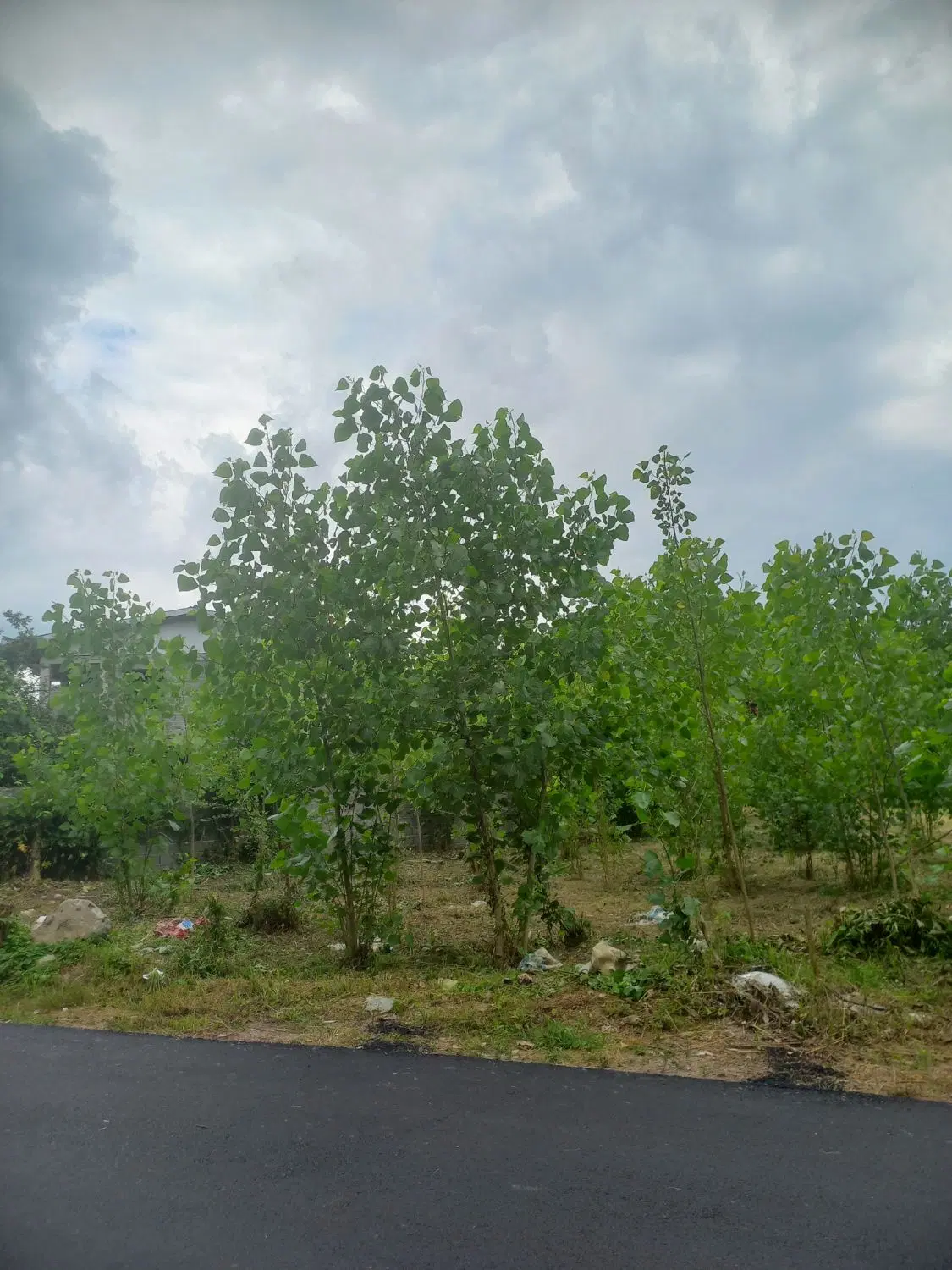 تصویر املاک 85412
