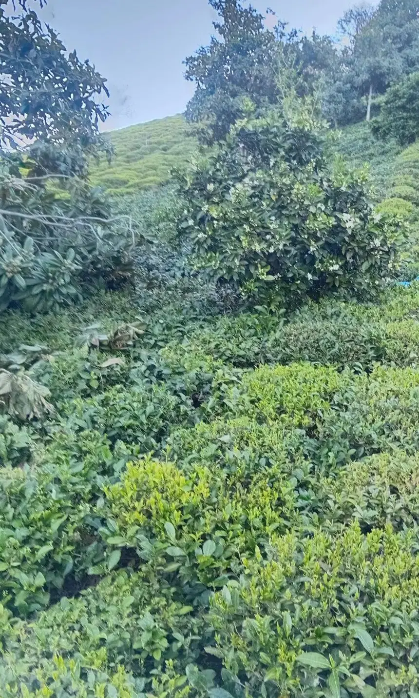 تصویر املاک 122832