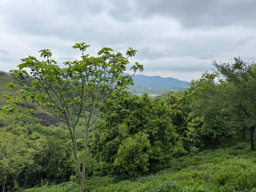 تصویر املاک 66411