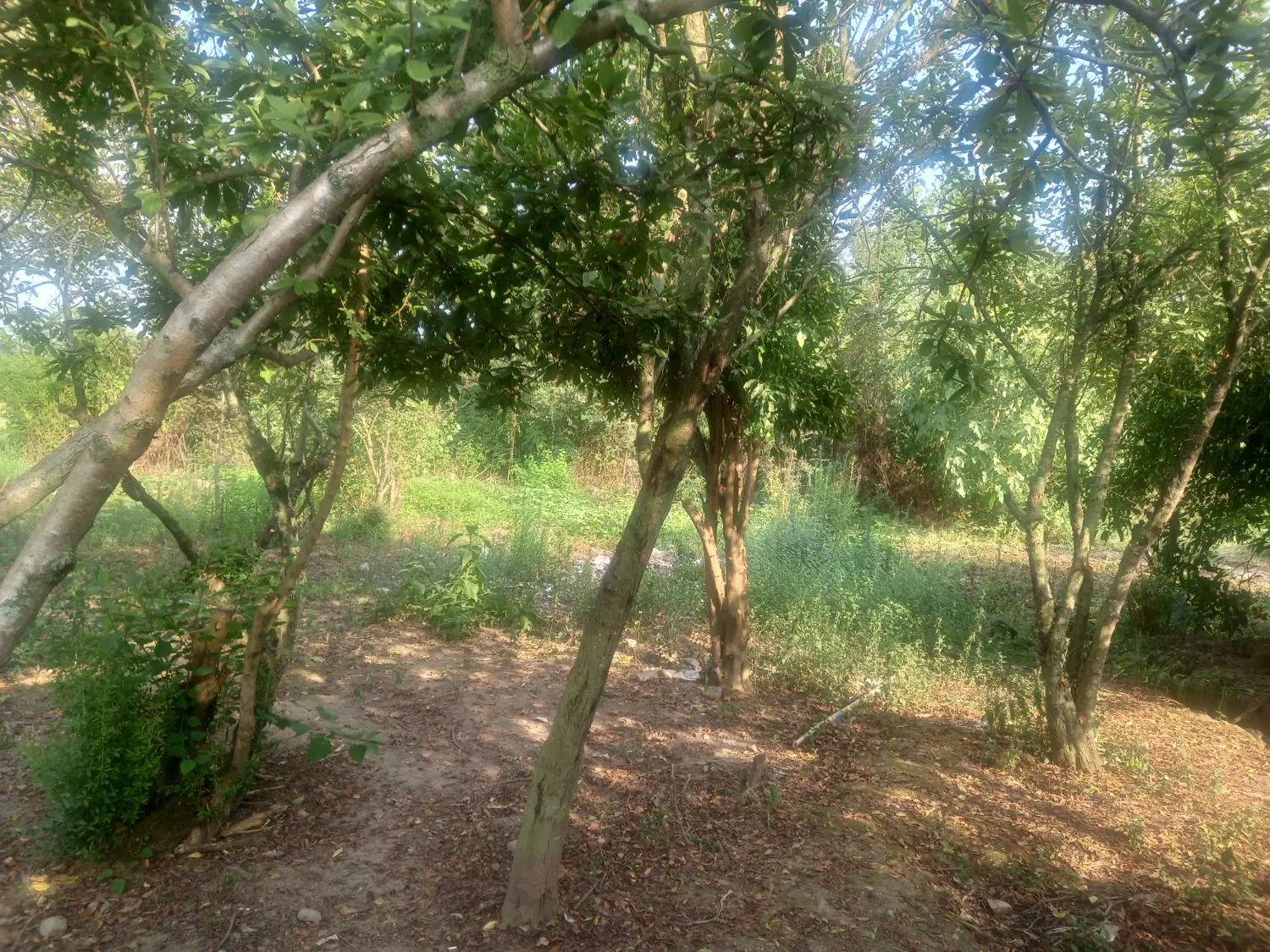 تصویر املاک 92400