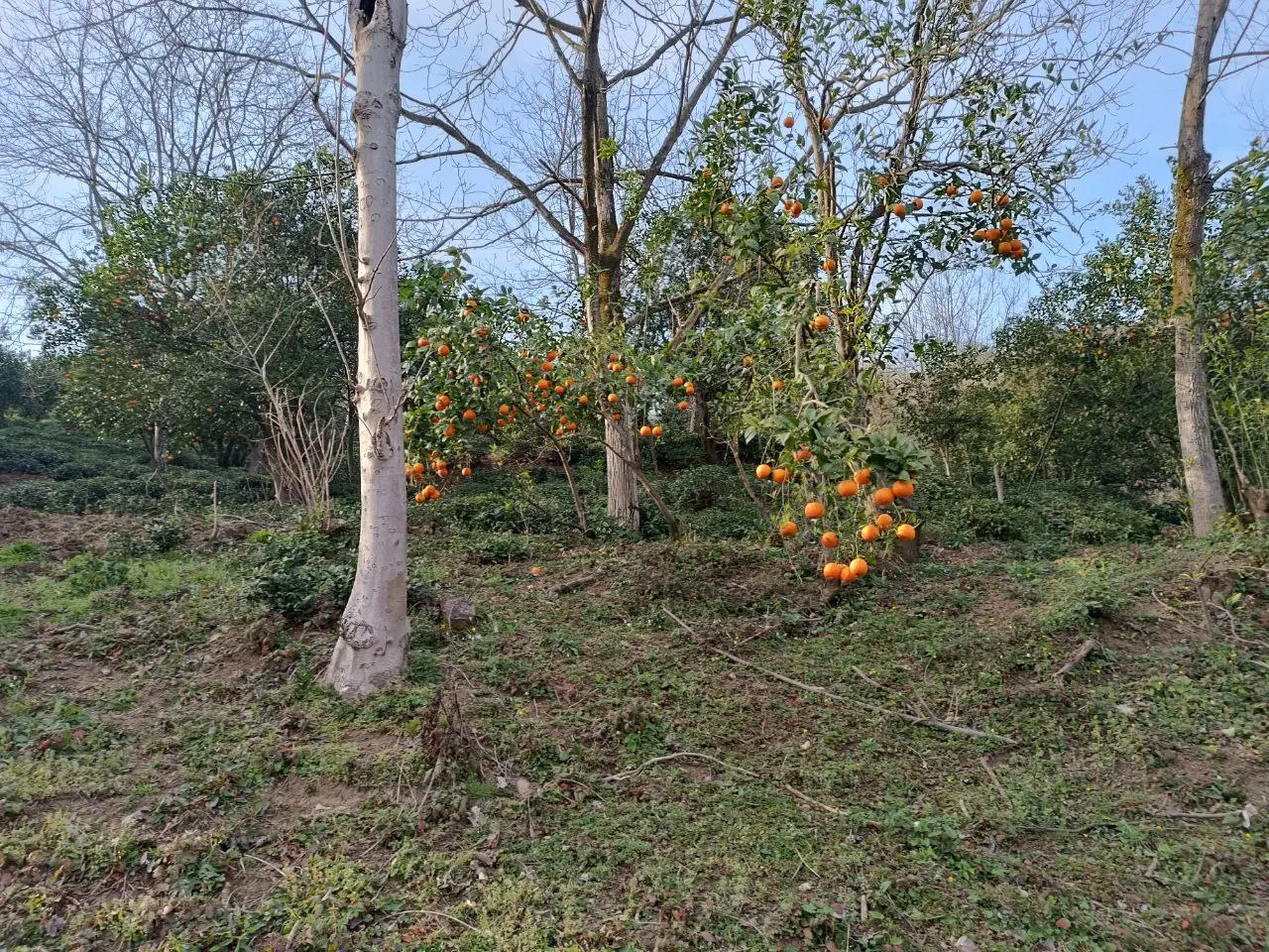 تصویر املاک 80230
