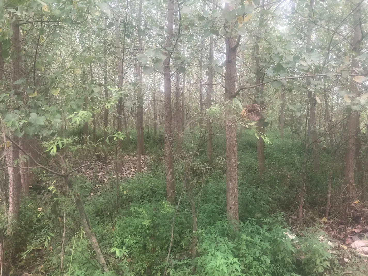 تصویر املاک 131110
