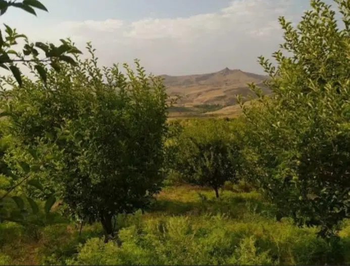 تصویر املاک 52024