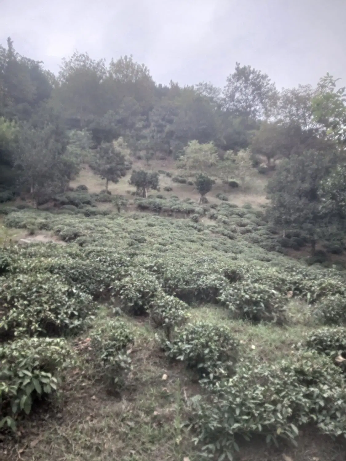 تصویر املاک 113549