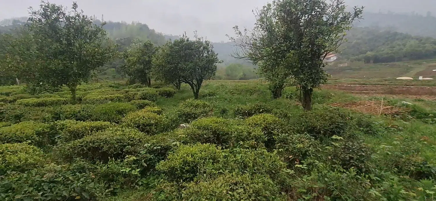 تصویر املاک 143404
