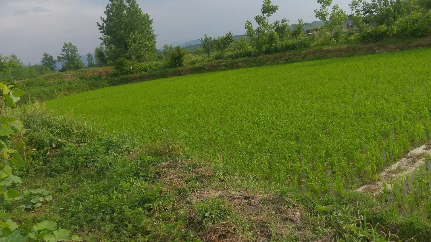 تصویر املاک 93540