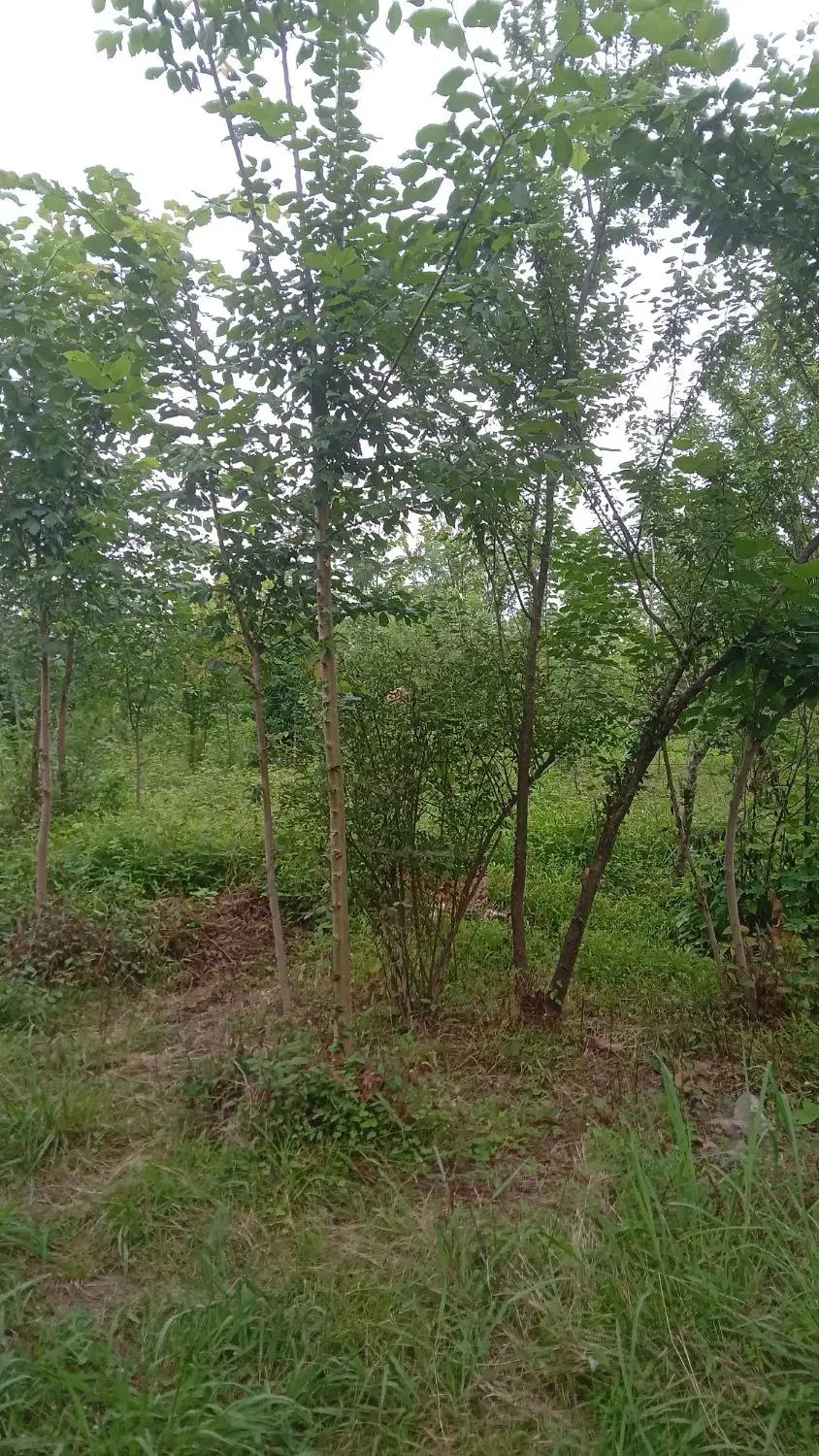 تصویر املاک 96839