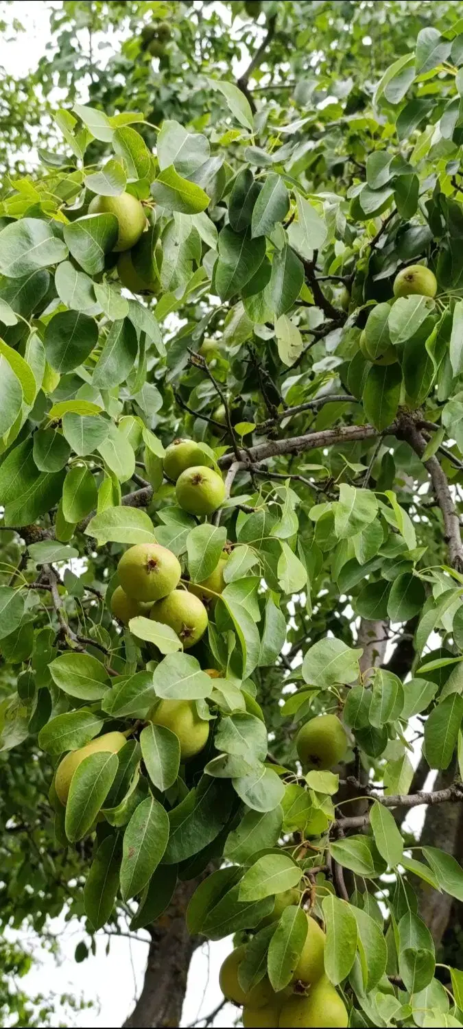 تصویر املاک 44328