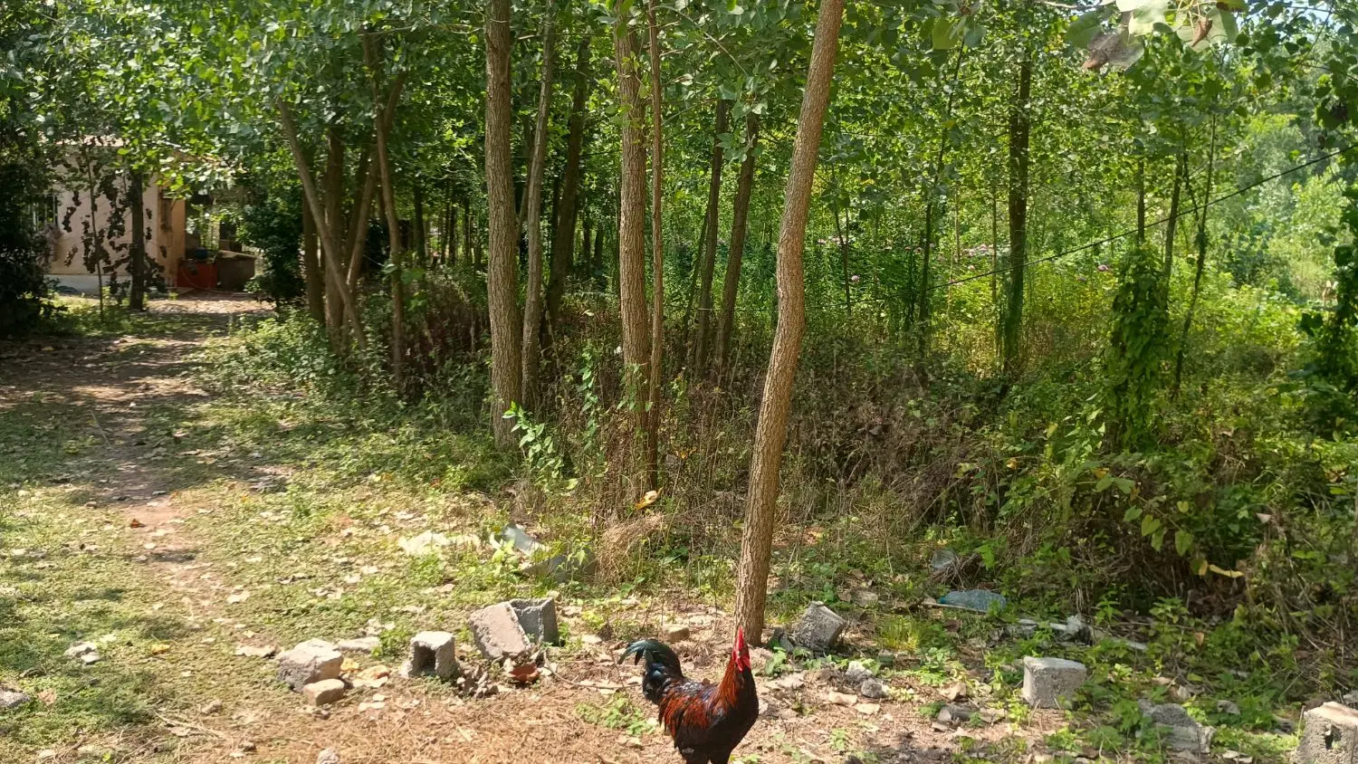 تصویر املاک 117487