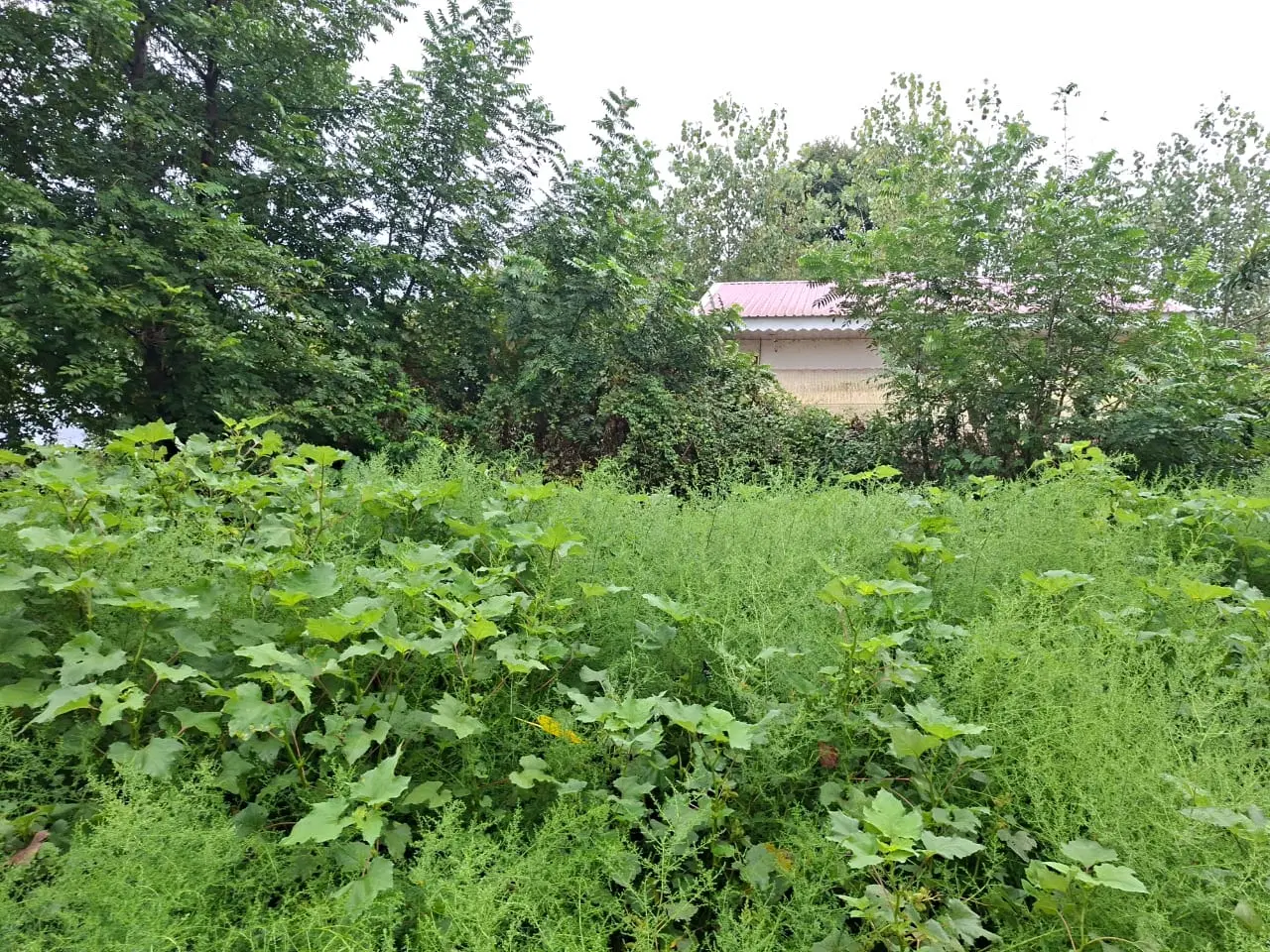 تصویر املاک 121250
