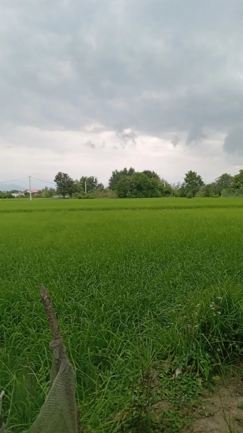 تصویر املاک 78334
