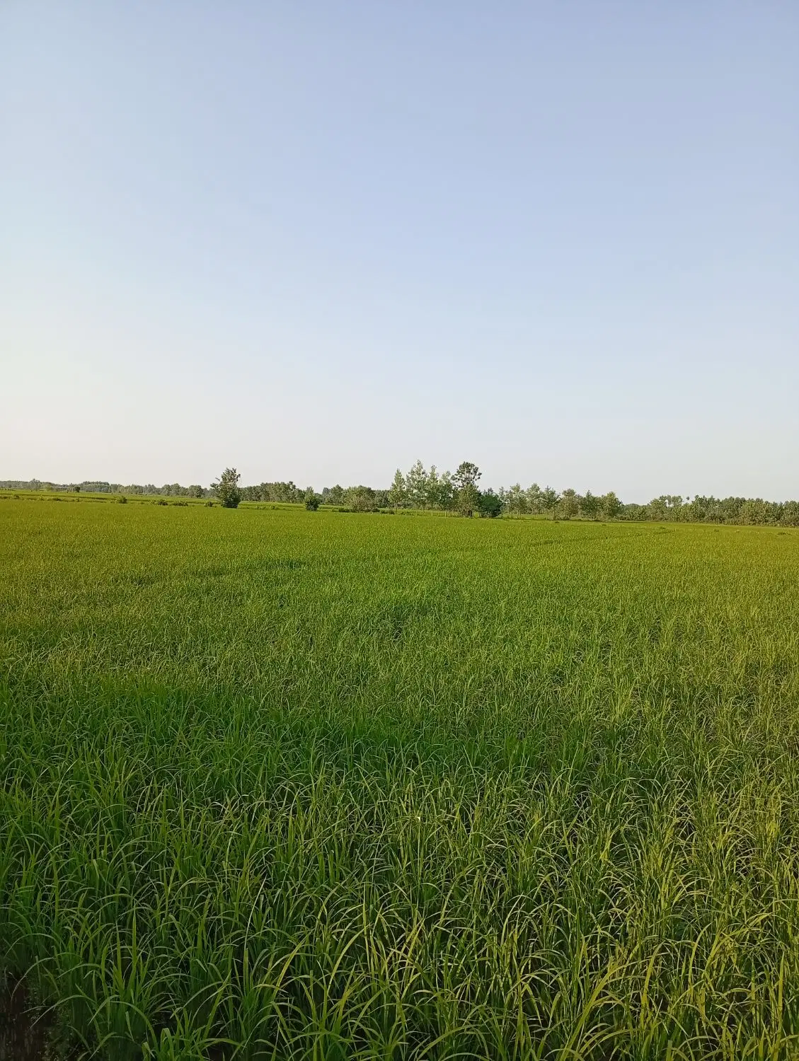 تصویر املاک 133278