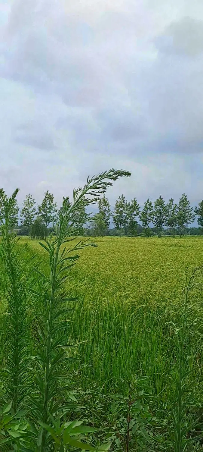 تصویر املاک 43253
