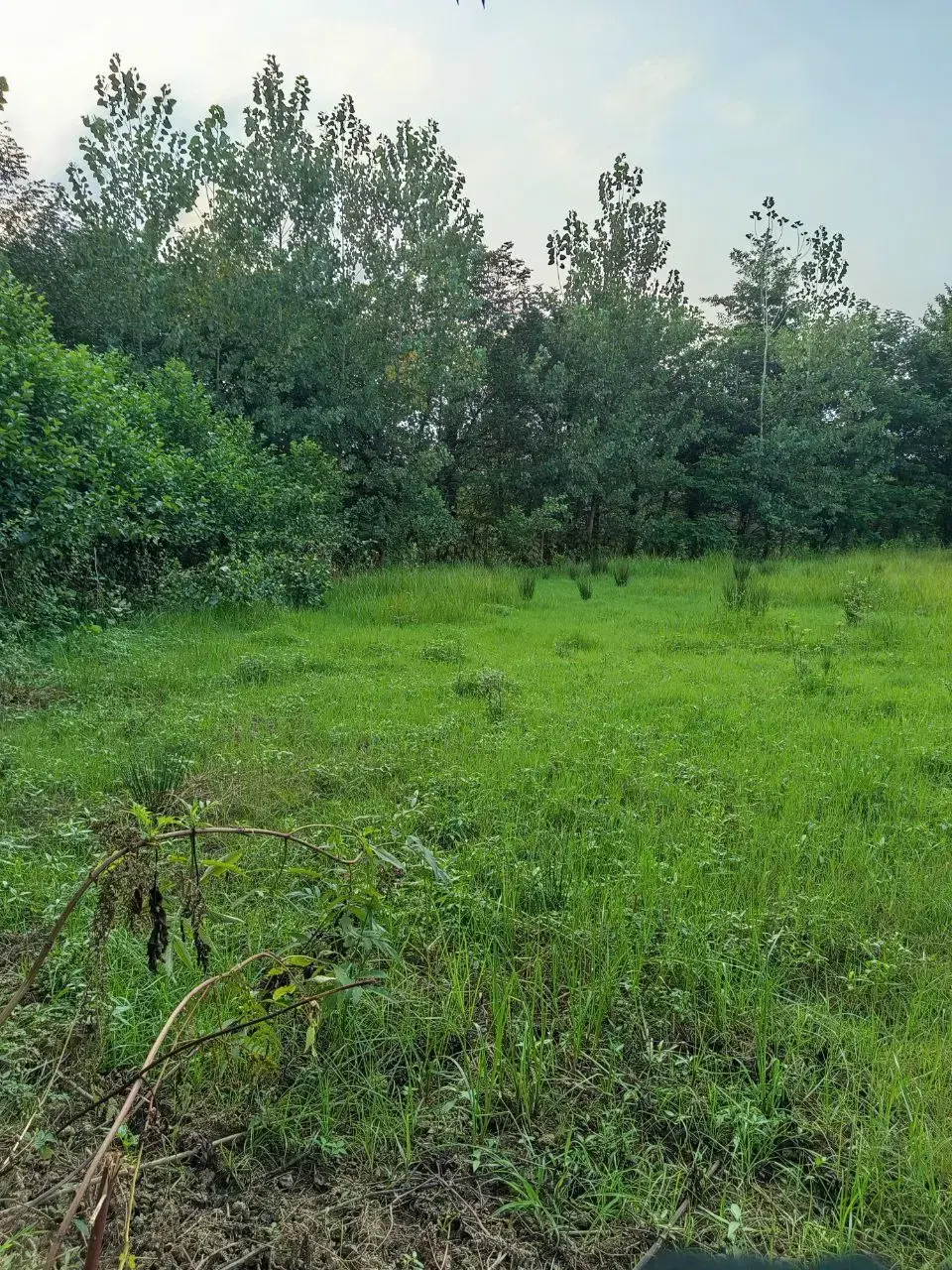 تصویر املاک 115946
